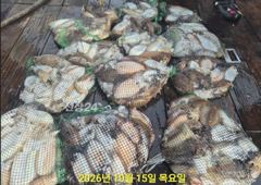 【군산 오드리피싱】제법 커진 갑오징어 잡기 26.10.15 사진