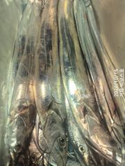 텐빈으로 3지이상 20키로...서쪽 새갈치 입성