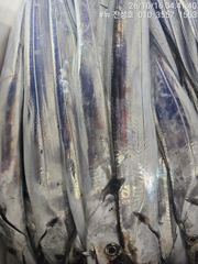 거제 뉴 진성호 10월 16일 야간 외줄칼치 아침 조항입니다