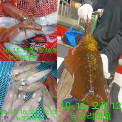 쿨리가득입항!!!씨알좋고 마릿수도 만족스럽네요 오늘도 달려요!!! 사진