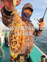16일, 군산은 갑오징어 천국~날마다 이어지는 굵어진 갑돌이들~실시간~내일도 갑니다~군산낚시프라자 나드리호 사진