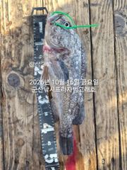16일,"대광어"개우럭 시즌~참돔,열기등 다양한 어종~다잡아~실시간~내일도 갑니다~~군산낚시프라자 범고래호