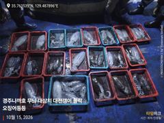 무늬 새벽반 모집중 대삼치 퍽퍽 중삼치 고시는 만쿨