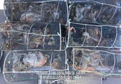 (문어)원도권K전후+마릿수 OK~황금물때 돌입 홍부장피싱(17일 예약)