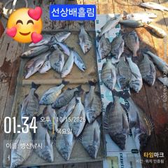 [고성] 병산 감성돔4짜외마리수 선상배&선외기흘림조황~~
