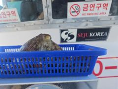 [진해] "여밭돌문어" 1400g1200g1000g외 개인 2자리수들로 … 사진