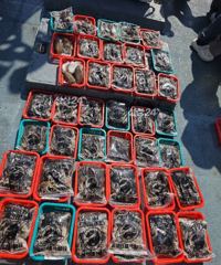 쭈꾸미)잡으러 갑니다(토요일.일요일 예약가능합니다)