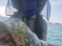 [사천] 삼천포 광용호 쭈꾸미 세자리수 조황입니다~! 평일 자리여유