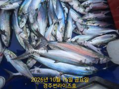[경주] 중삼치 느나느나 중 대삼치 뽑기