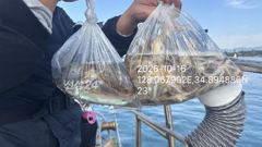주꾸미 전원 묵직하게~~