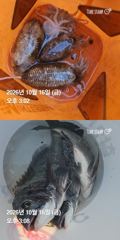 거제 ( 어구 일성호 ) 감성돔 갑오징어 조황 !