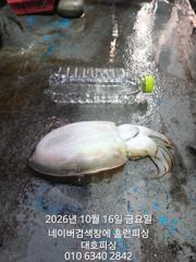 군산 대호피싱 16일 17명 갑오징어 대박입니다