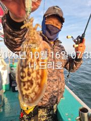 16일, 군산은 갑오징어 폭주~망탱이 찢져집니다~오늘도 굿굿~대박조황~내일도 갑니다~군산낚시프라자 나드리호 사진