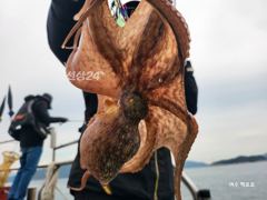 백호호 인생문어 3kg 2.4kg 2kg 1.6kg 1.5kg 장원 34마리(동영상 조황) 사진