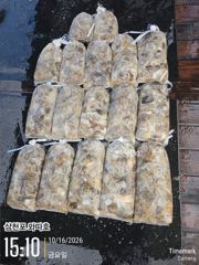 금요일 삼천포 쭈꾸미 호조황 이어집니다