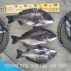 삼천포 내만권 감성돔 사진