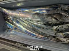 10월16일입항 먼바다갈치 조황소식입니다
