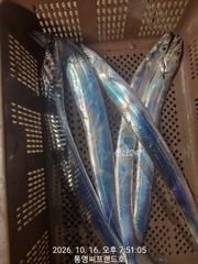 실시간 동영상 4입니다.. 최고의 조황입니다.. 계속 올라와서 소쿠리고기 쿨러에 넣을 시간이 없습니다. 앞자리 중간자리 뒷자리 상관없이 퍼담고 있습니다. 월요일부터 예약가능