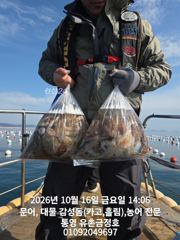 통영 금정호 문어선상 대박조황! 내일 오후와 일요일 자리여유있습니다 사진