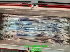 [여수 마린피싱] 쿨러에 갈치을 가득~가득~!!! 꾹~꾹!!! 눌러담아왔습니다. 010-6683-4490