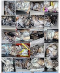도깨비호 갑오징어 조황(10월 15일) 사진