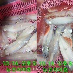 갈치도 한치도 미친듯이 피딩피딩!!!오늘은 준내만권으로 출항확정입니다!!!