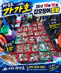 16일 갑오징어 조황입니다 사진