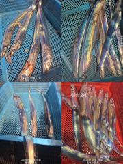 통영 수 은 호<<>>갈치 잘 올라옵니다 19일20일(월.화) 자리여유 있습니다 예약하실때 자리 선택하세요 3361 4231 전화주세요 사진