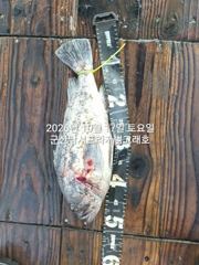 16일,"대광어"개우럭 시즌~참돔,열기등, 오늘도 다양한 어종~손맛도 다르다~실시간~매일출조~~군산낚시프라자 범고래호