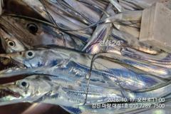 마량대성1호 16일조황 오늘은 이만큼 사진