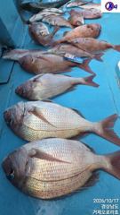 [참돔]강풍속에서도 5짜,5짜,4짜들외 찐한손맛.내일 감성돔 예약가능 [1]