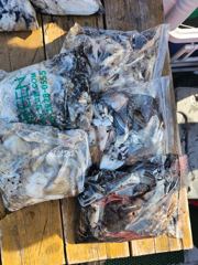 쭈 갑출조. 오늘은 바람이 조금 불었어도 어제와 달리 잘 나오네요 갑도 잘 나오 편이구요 사진 몇장 올립니다 고생들하셨습니다 사진