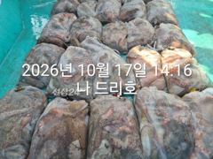 17일, 군산 왕문어 난리~초대박 굿굿조황~싸이즈 끝내줍니다~매일출조~군산낚시프라자 나드리호 사진