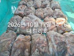 17일, 군산 왕문어 난리~초대박 굿굿조황~싸이즈 끝내줍니다~매일출조~군산낚시프라자 나드리호 사진