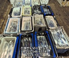 내만갈치,담배갑사이즈로,엄청나게 나옵니다.내일출항(일~예약가능)