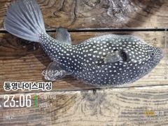 [통영] 통영나이스피싱!!!터졓다 대마골창 4~5지들이주렁주렁 자리여있을… 사진