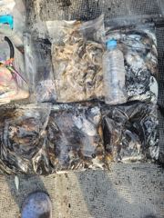 10월 17일 주꾸미 갑오징어 조항 정보