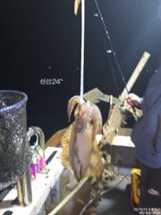 통영신광호 무늬오징어 키로.키로.키로 굿? 입니다. 사진