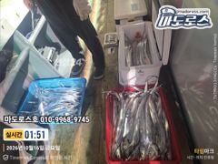 최근조황 좋고 월요일 부터 출항합니다