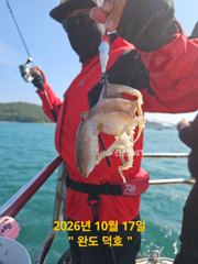 완도덕호 10.17 쭈꾸미