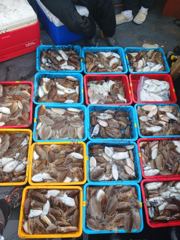 26년 10월 17일 갑오징어 조황 부흥호