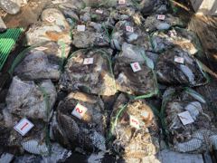 [먹물조황] 주꾸미 출조 조황 26.10.17 사진