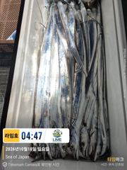 궂은날씨 바이킹 놀이 ㅜ.ㅜ, 갈치야 월욜 또 보자잉~! 사진