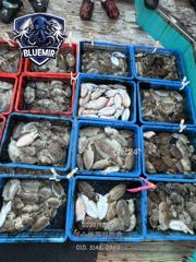 10월17일 갑오징어 조황 골고루 손맛보신 날~!!사이즈 굿~!! 사진
