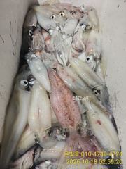 갈치 텐빈 본격 갈치시즌! 느나느나 쌍걸이 퍽퍽~ 월요일부터 예약가능 사진