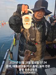 통영 금정호 종일문어 아침부터 키로문어 쫙쫙 잡습니다 내일부터 …