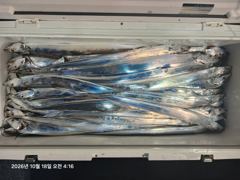 (내만 갈치)3지 제법~마릿수도 확실히~수달호(오늘 내만권 출동)