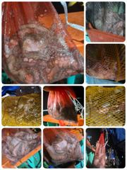 [포항] 돌문어 대중소 쿵쾅! 어젯밤 (월화수모집중)