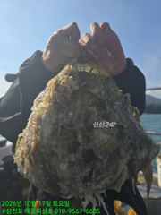 [사천] 17일)쭈꾸미 조황 왕쭈꾸 씨알, 마리수 좋습니다. 사진