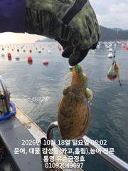 통영 금정호 엄청난 바람에도 문어는 잘잡히네요 내일 자리여유있습니다